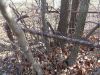 cemetary_photo_beaver_fenced_in_area.JPG