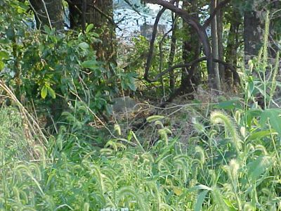 Taylor Grave Yard