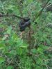 Filename=BarkerHoodsnake.jpg
Filesize=216KiB
Dimensions=768x1024
Date added=Mar 22, 2012 BarkerHoodsnake.jpg