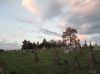 Filename=Section_G_City_Lots_southeast.jpg
Filesize=268KiB
Dimensions=2048x1535
Date added=Sep 06, 2013 Section_G_City_Lots_southeast.jpg